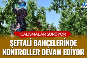 Şeftali Bahçelerinde Kontroller Devam Ediyor
