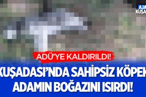 Kuşadası'nda Sahipsiz Köpek Adamın Boğazını Isırdı!