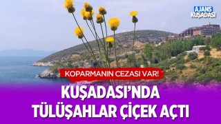 Kuşadası'nda Tüllüşahlar Çiçek Açtı