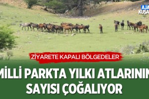 Milli Park'ta Yılkı Atlarının Sayısı Çoğalıyor