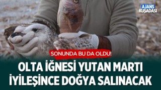 Olta İğnesi Yutan Martı İyileşince Doğaya Salınacak