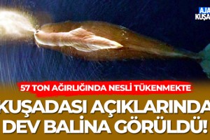 Kuşadası Açıklarında Dev Balina Görüldü!