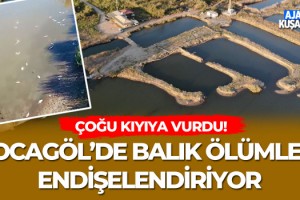 Kocagöl'de Balık Ölümleri Endişelendiriyor