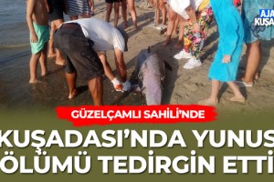 Kuşadası’ndaki Yunus Ölümü Tedirgin Etti