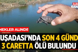 Kuşadası'nda 4 Günde 3 Caretta Ölü Bulundu!