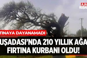 Kuşadası'nda 210 Yıllık Ağaç Fırtına Kurbanı Oldu!