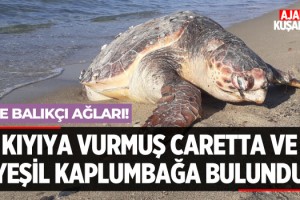 Kuşadası'nda Kıyıya Vurmuş Caretta ve Yeşil Kaplumbağa Bulundu!