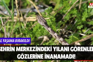 Şehir Merkezindeki Yılanı Görenler Gözlerine İnanamadı!
