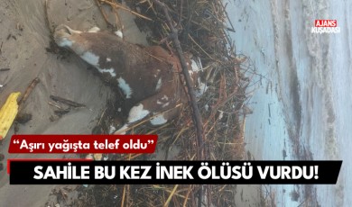 Kuşadası sahiline bu kez inek ölüsü vurdu!